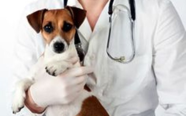 Como Saber se Meu Cachorro tem Pneumonia?