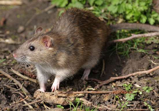 Ficha Técnica do Rato: Peso, Altura, Tamanho e Imagens