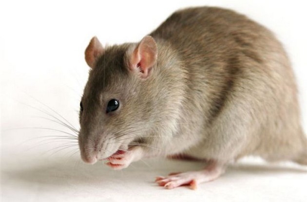 Quais são os Predadores do Rato e seus Inimigos Naturais?