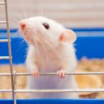 Rato Doméstico