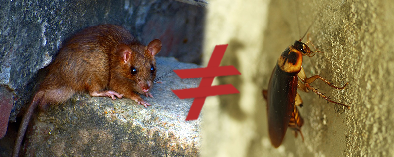 Rato Come Barata? Quais Animais Eles Comem Para Se Alimentar?