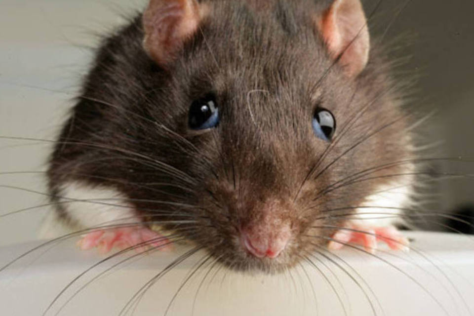 Ratos Tem Medo De Pessoas? Eles Fogem Dos Homens?