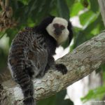Sagui-de-Cara-Branca em Cima da Árvore