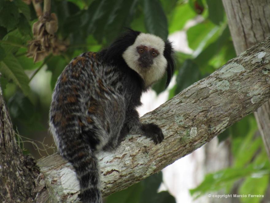 Sagui-de-Cara-Branca: Características, Nome Científico e Fotos