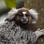 Sagui-de-Santarém