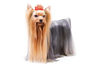Silky Terrier: Preço, Como Adotar e Onde Conseguir Um
