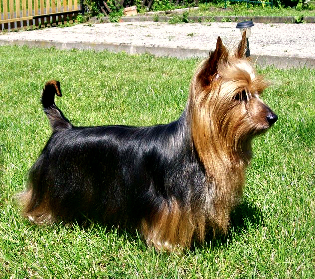 Comportamento do Silky Terrier, Hábitos e Modo de Vida da Raça