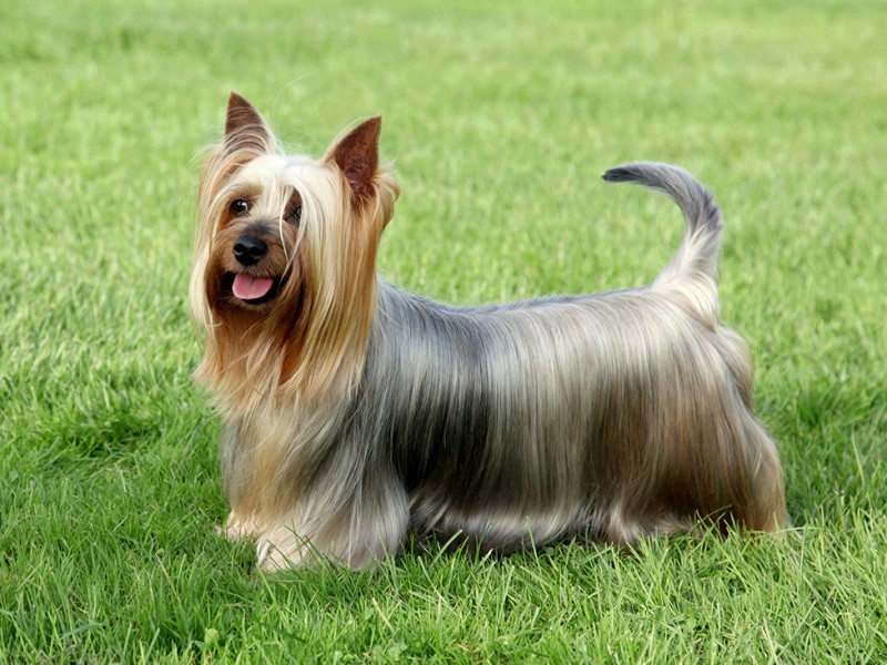 Habitat do Silky Terrier: Onde Eles Vivem?