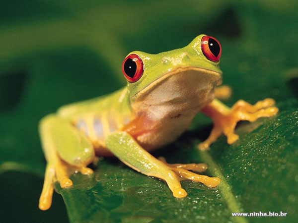 Lista de Tipos de Pererecas: Especies Com Nomes e Fotos