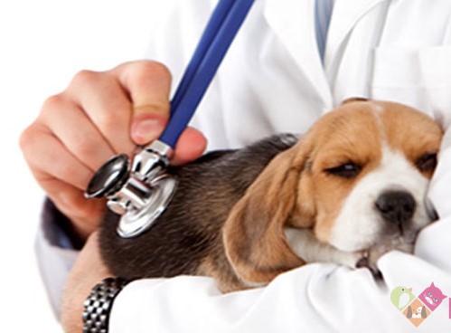 Quais São os Primeiros Sintomas de Parvovirose Canina?