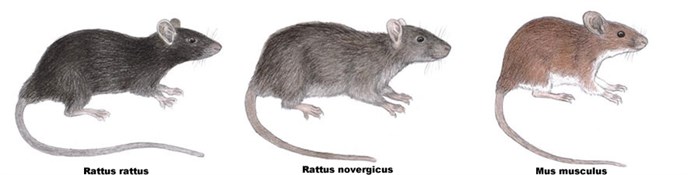 Rato De Esgoto: Curiosidades, Reprodução, Onde Vivem E Imagens