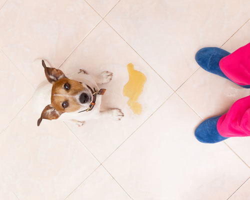 Por Que o Cachorro Faz Xixi Quando Vê o Dono?