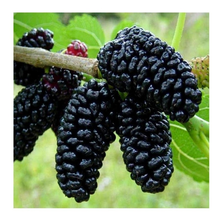 Como Cultivar Amora Gigante Portuguesa em Vaso?