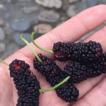 Amoras nas Mãos de uma Pessoa