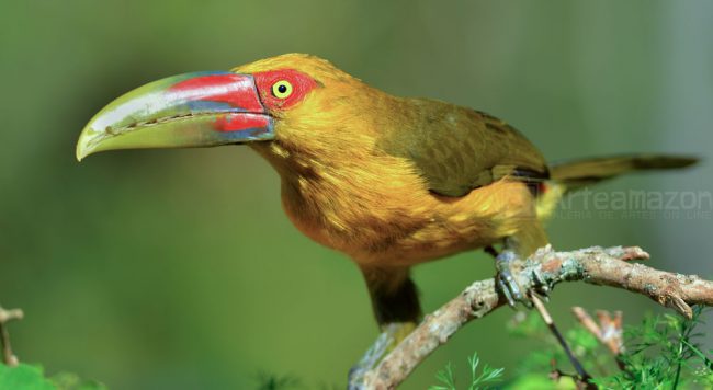 Araçari-Banana: Características, Nome Científico, Habitat e Fotos