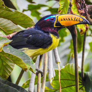 Araçari-Miúdo-de-Bico-Riscado: Características, Habitat e Fotos
