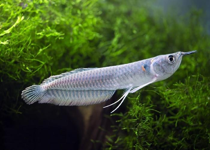 Aruanã Platina: Características, Nome Cientifico, Habitat e Fotos