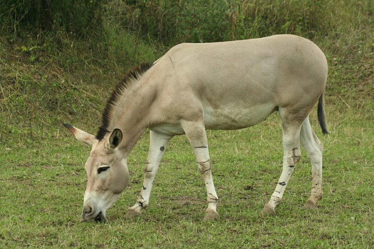 Comportamento do Asno, Hábitos e Modo de Vida do Animal