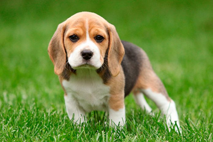 Alimentação do Beagle: O Que Eles Comem?