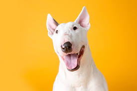 Historia do Bull Terrier, Personalidade e Origem da Raça