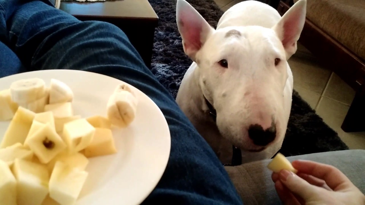 Quanto Um Bull Terrier Come por Dia? Quantas Vezes?