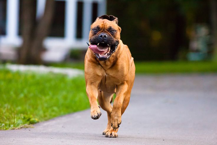 Alimentação do Cachorro Bulmastife: O Que Eles Comem?