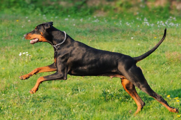 História do Dobermann, Personalidade e Origem da Raça