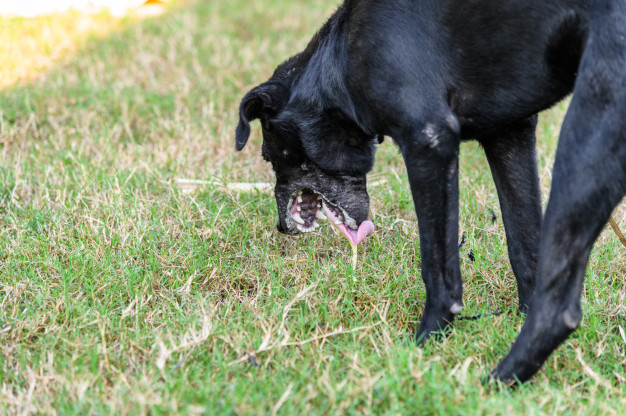 O Que é Bom Para o Cachorro Parar de Vomitar? Qual o Remédio?