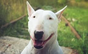 Lista de Raças de Cachorro Terrier, Com Nome, Cuidados e Fotos