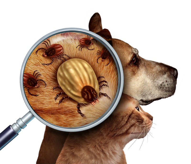 Como Tratar a Doença do Carrapato em Cachorros?