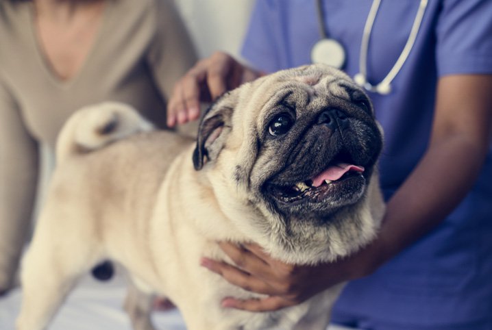 Como Funciona O Castramento De Cães? Quais As Consequências?