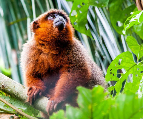 Macaco Guigó: Características, Habitat, Nome Científico E Fotos