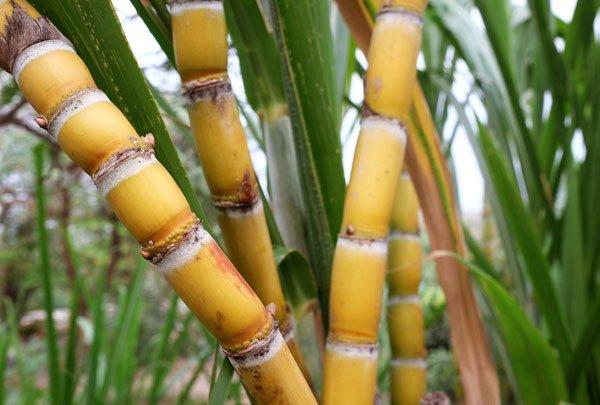 Como Se Planta Cana Caiana? Como Cultivar a Planta?