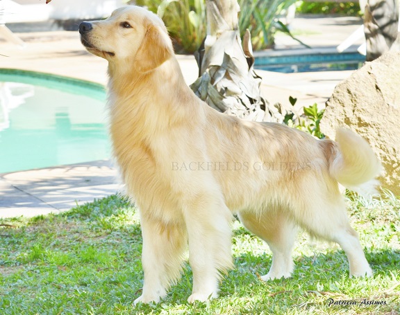 Top 10 Canis da Raca Golden Retriever no Brasil