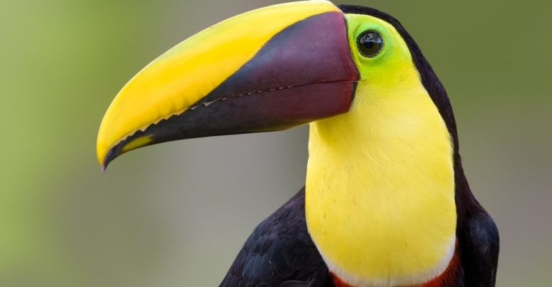 Como é o Canto do Tucano? Eles Cantam com Frequência?