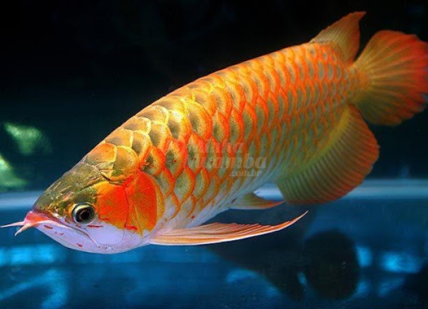 Ficha Técnica do Peixe Aruanã: Peso, Altura, Tamanho e Imagens