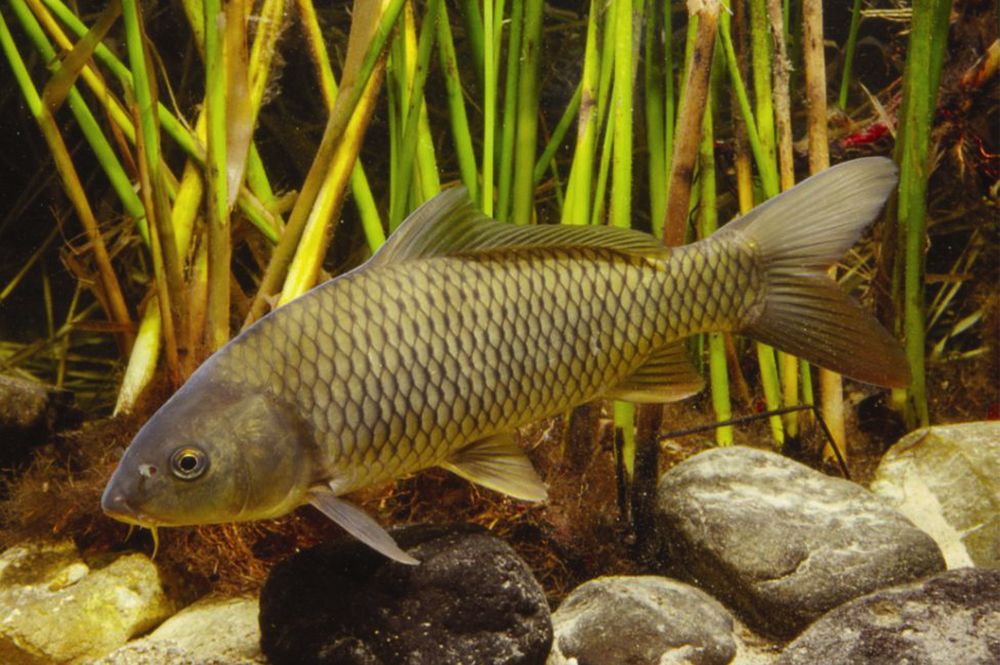 Carpa Rohu: Características, Nome Científico, Habitat e Fotos