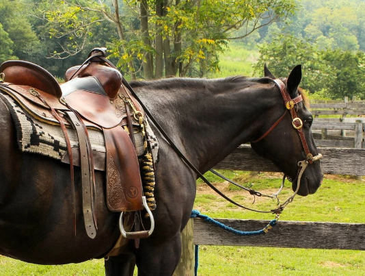 Como Apertar a Sela do Cavalo? Quais as Partes da Sela?