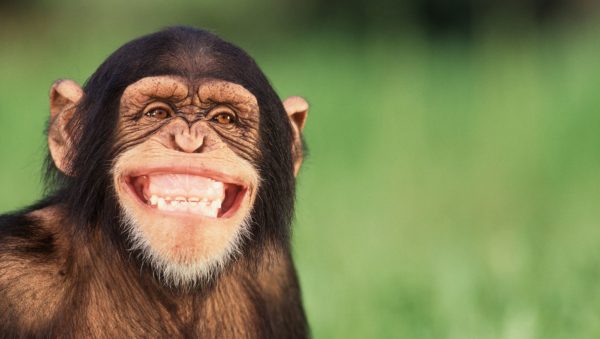 Qual é a Força de um Chimpanzé? É Mais Forte que Humano?