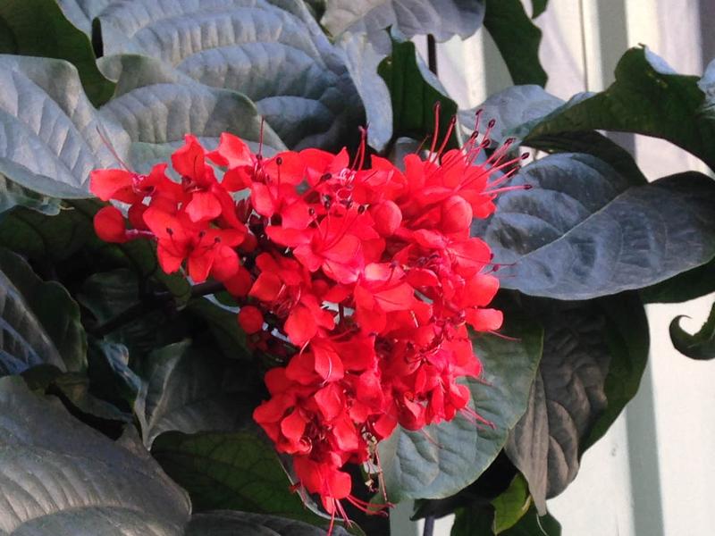Clerodendro Curiosidades E Fatos Interessantes Sobre A Planta