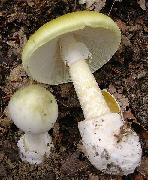 Quais Cogumelos Podem Comer? Cogumelos Comestiveis