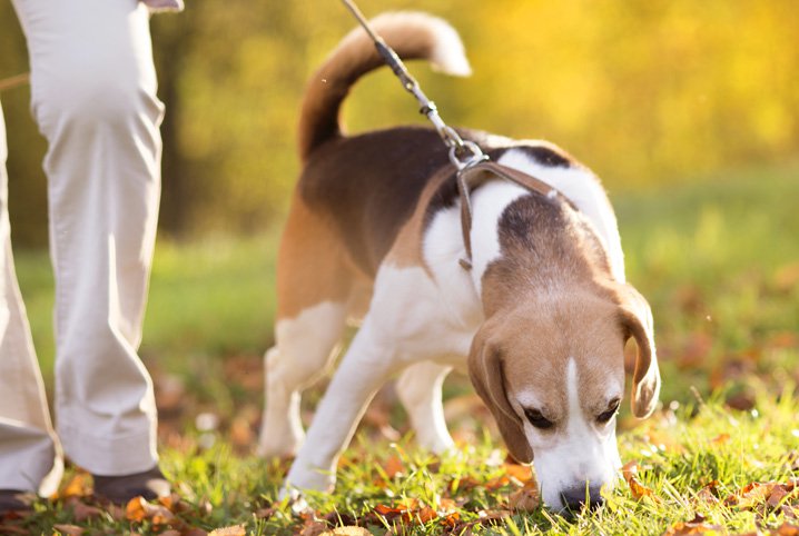 Quais os Nomes Mais Usados para Cachorros?
