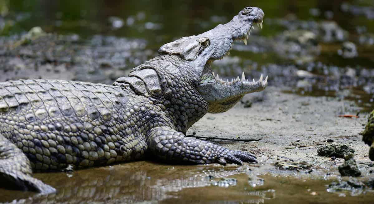 Tem Crocodilo No Brasil? Se Sim, Onde Eles Ficam?