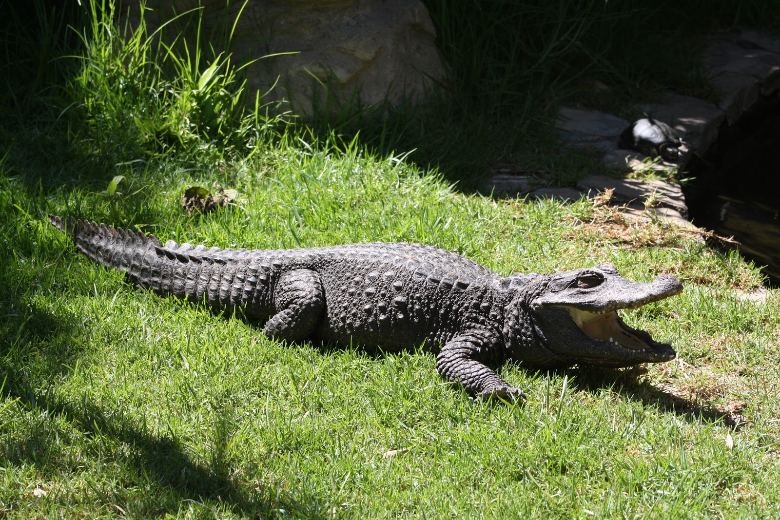 Crocodilo Anão Africano: Características, Nome Científico e Fotos