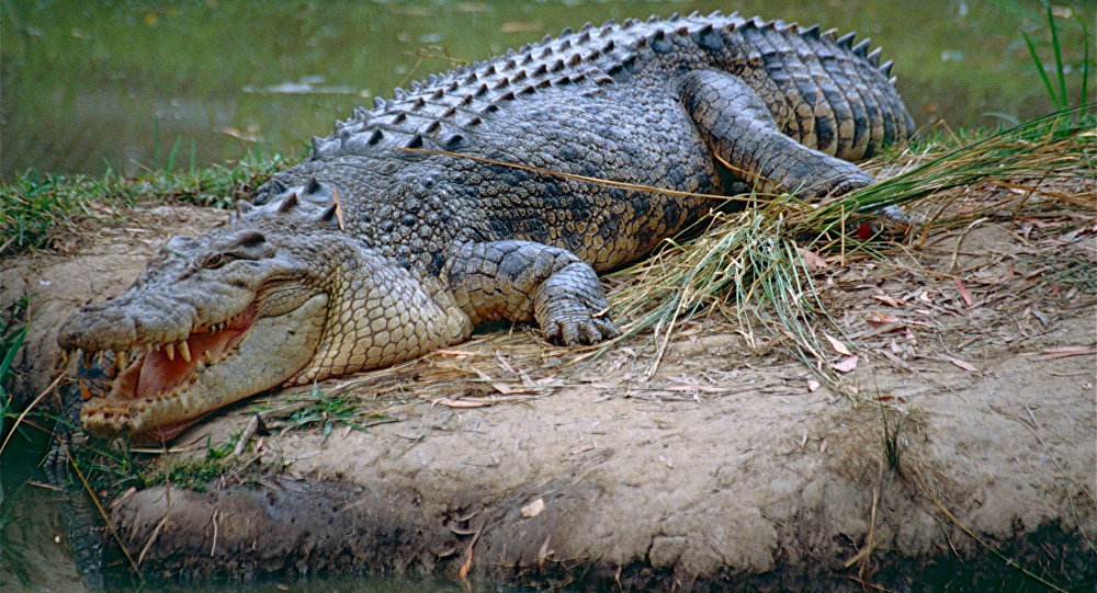 Crocodilo de Água Doce: Características, Nome Científico e Fotos