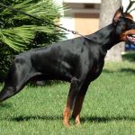 Doberman Americano em Posição de Alerta