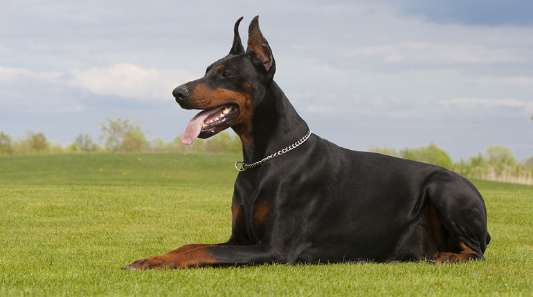 Cores do Doberman: Preto, Branco, Marrom e Azul com Fotos