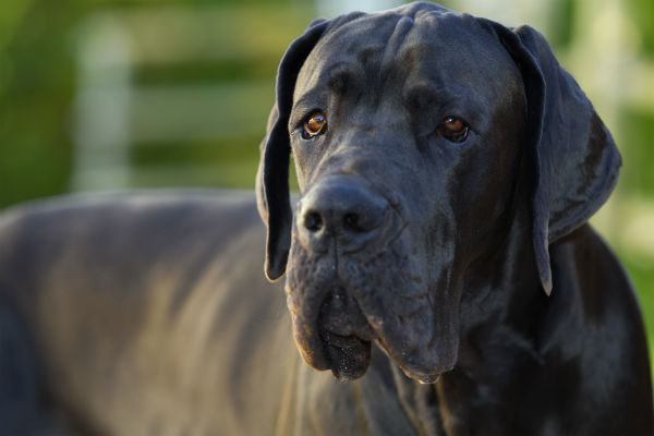 Alimentação do Dogue Alemão: O Que Eles Comem?