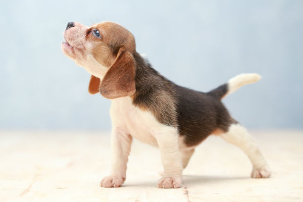 Quanto Custa Um Filhote de Beagle Puro?