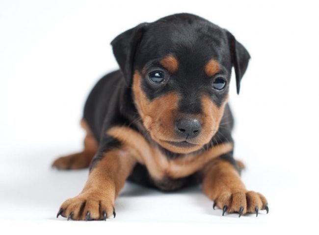 Reprodução Do Dobermann: Filhotes E Período De Gestação